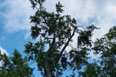 A.C.-Tree-Service-LLC-91-Manor-Dr-Hagerstown-MD-21740-1-301-302-6467-86