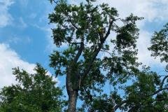 A.C.-Tree-Service-LLC-91-Manor-Dr-Hagerstown-MD-21740-1-301-302-6467-87