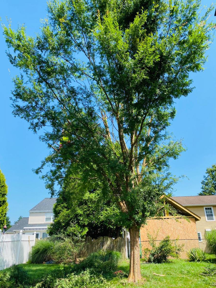 A.C.-Tree-Service-LLC-91-Manor-Dr-Hagerstown-MD-21740-1-301-302-6467-11