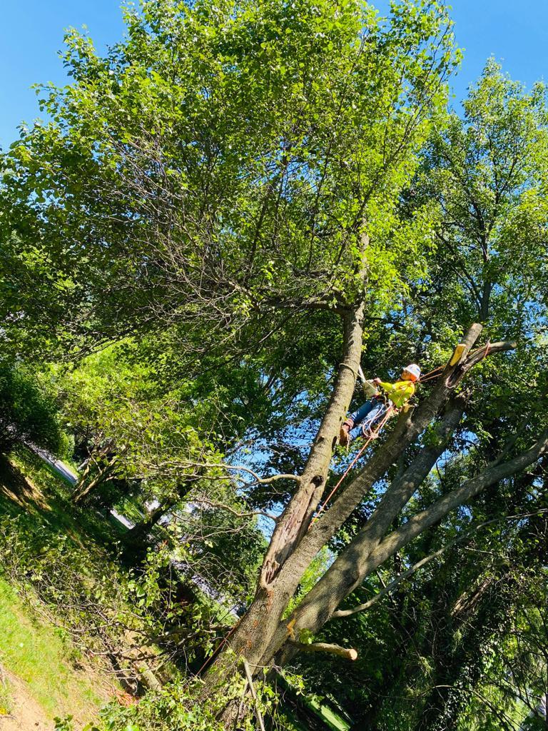 A.C.-Tree-Service-LLC-91-Manor-Dr-Hagerstown-MD-21740-1-301-302-6467-21