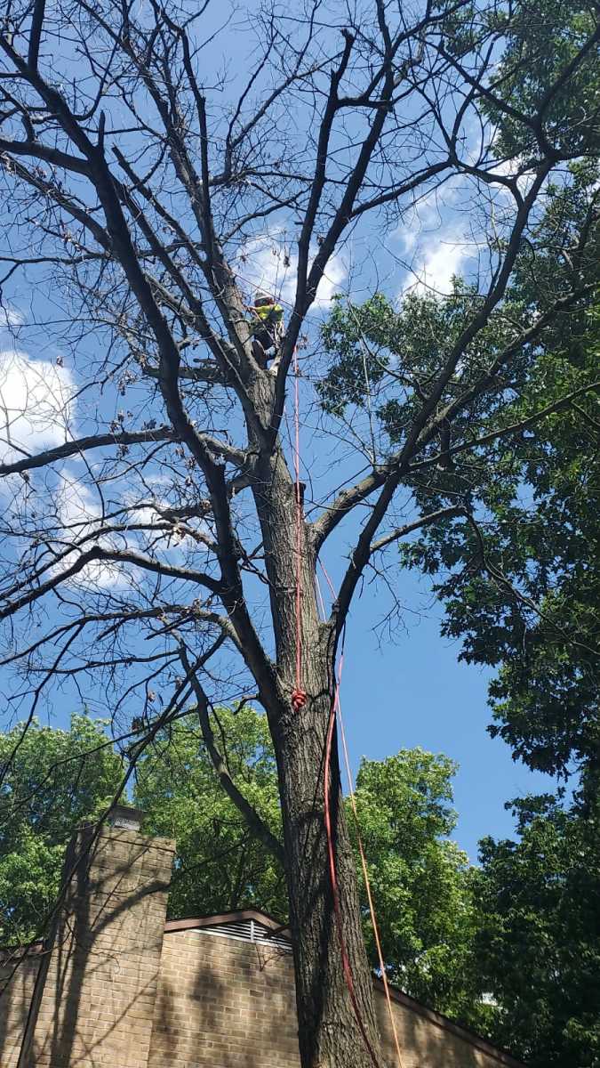 A.C.-Tree-Service-LLC-91-Manor-Dr-Hagerstown-MD-21740-1-301-302-6467-23