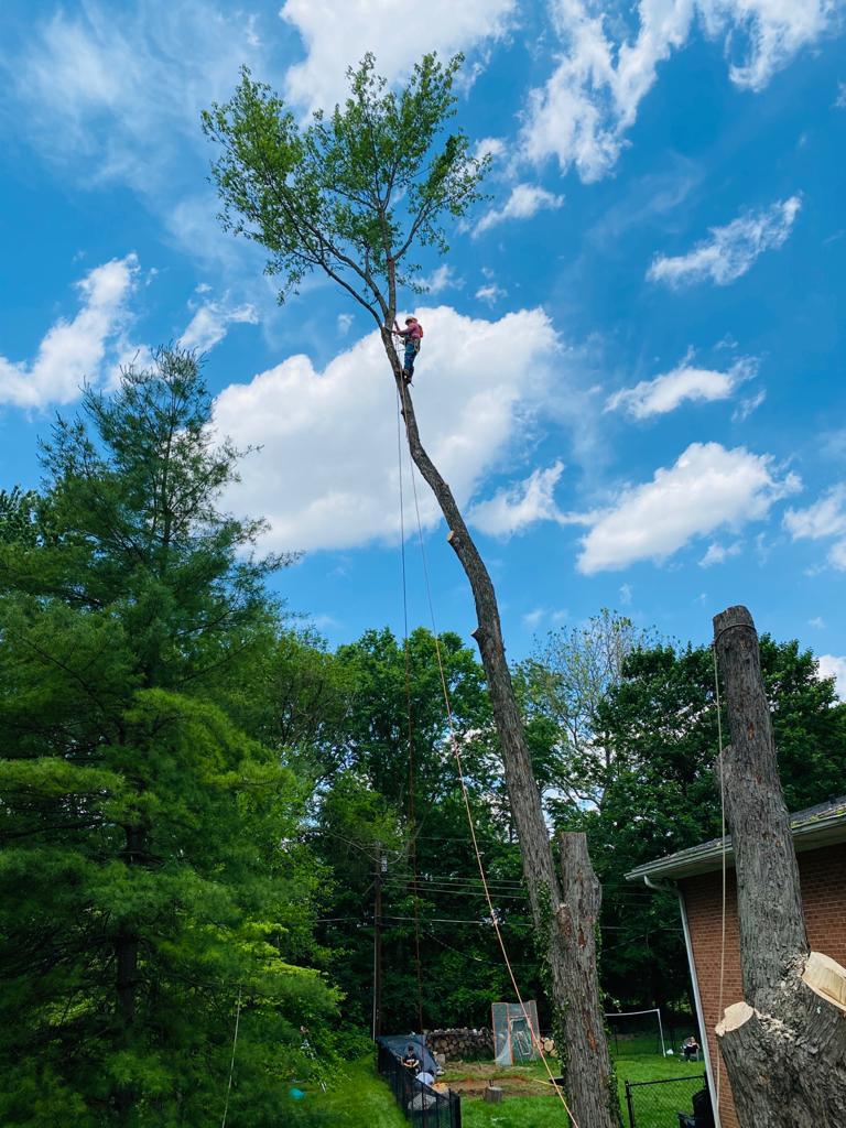 A.C.-Tree-Service-LLC-91-Manor-Dr-Hagerstown-MD-21740-1-301-302-6467-3