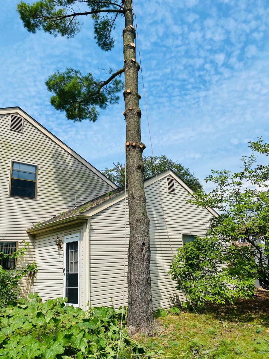 A.C.-Tree-Service-LLC-91-Manor-Dr-Hagerstown-MD-21740-1-301-302-6467-30