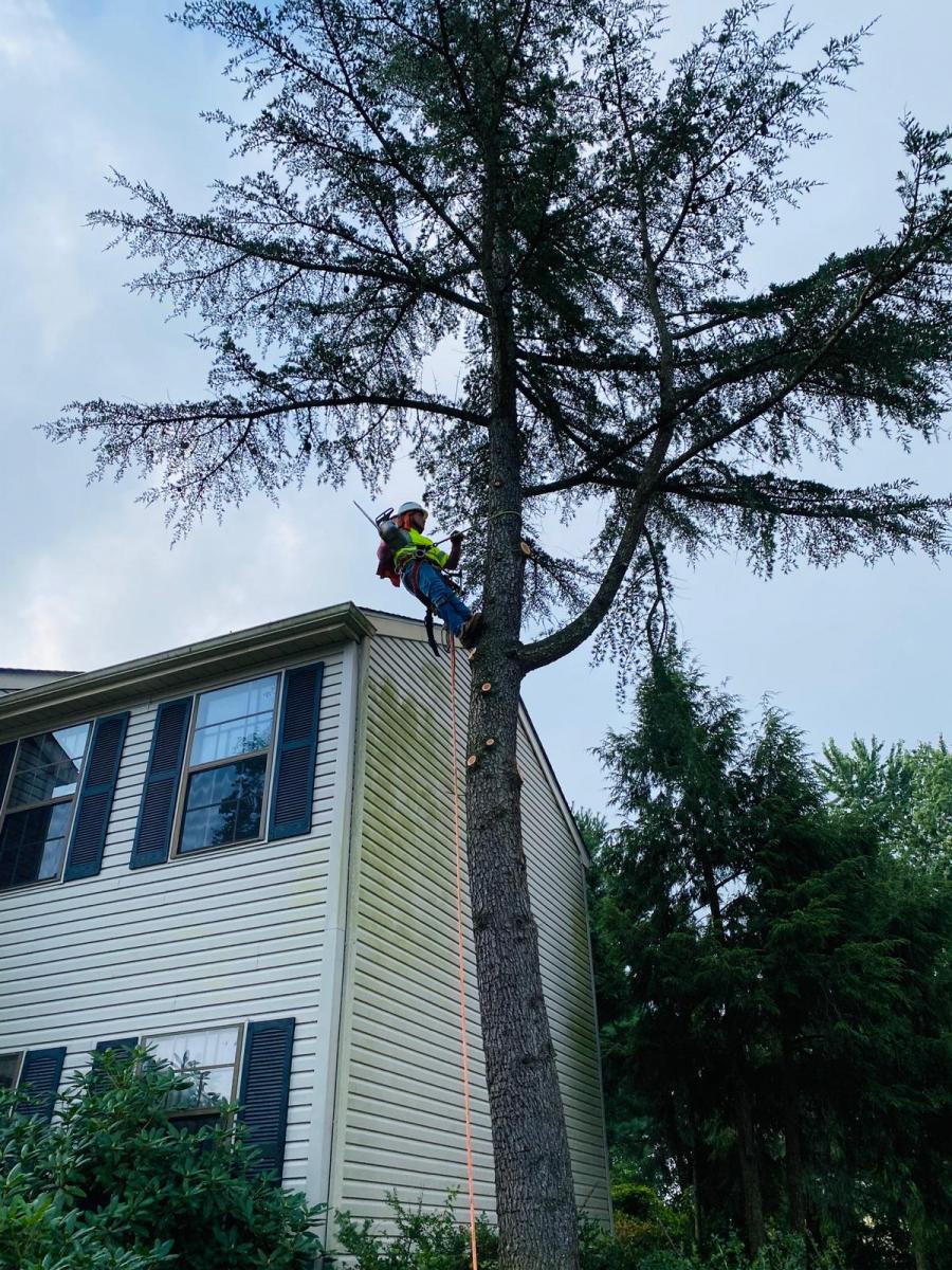 A.C.-Tree-Service-LLC-91-Manor-Dr-Hagerstown-MD-21740-1-301-302-6467-43