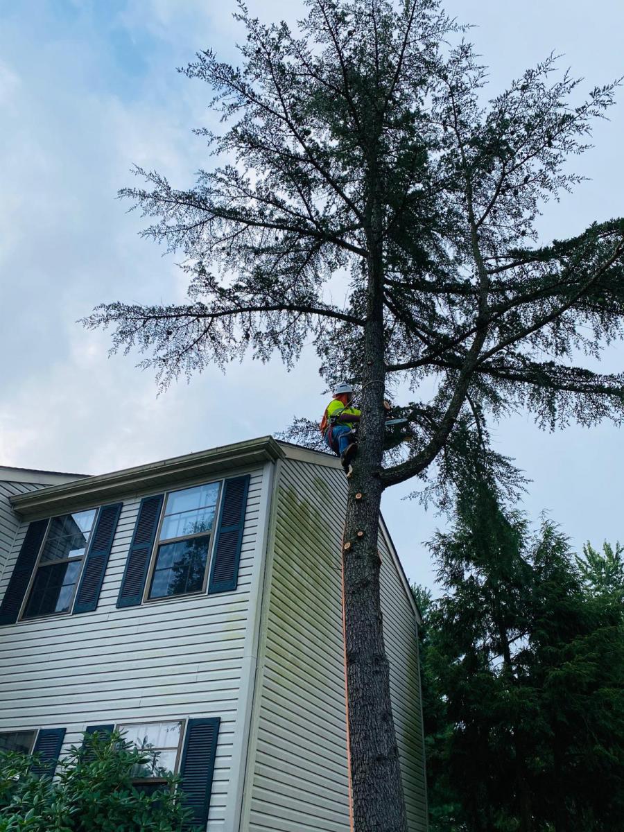 A.C.-Tree-Service-LLC-91-Manor-Dr-Hagerstown-MD-21740-1-301-302-6467-45