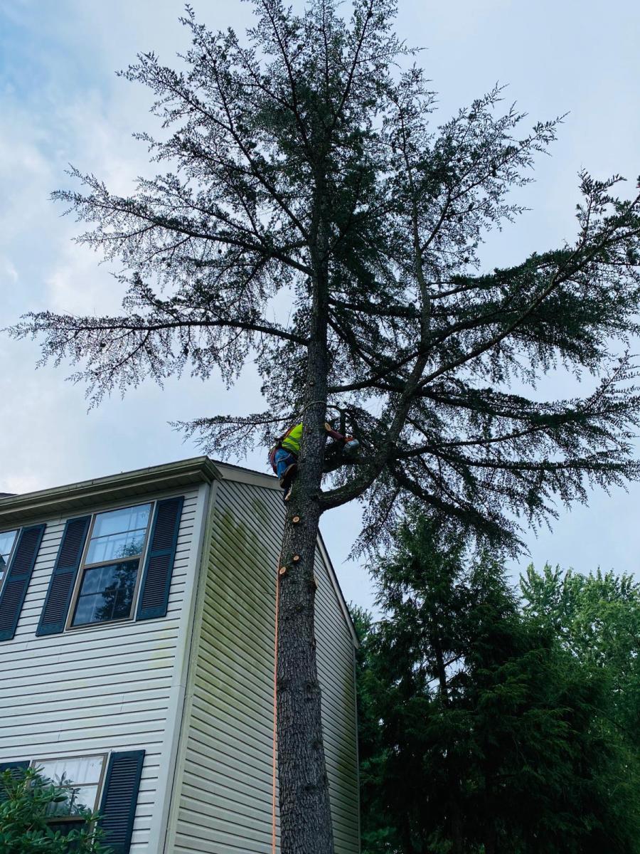 A.C.-Tree-Service-LLC-91-Manor-Dr-Hagerstown-MD-21740-1-301-302-6467-48