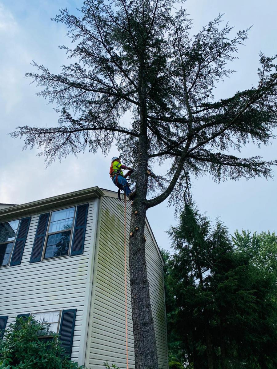 A.C.-Tree-Service-LLC-91-Manor-Dr-Hagerstown-MD-21740-1-301-302-6467-49