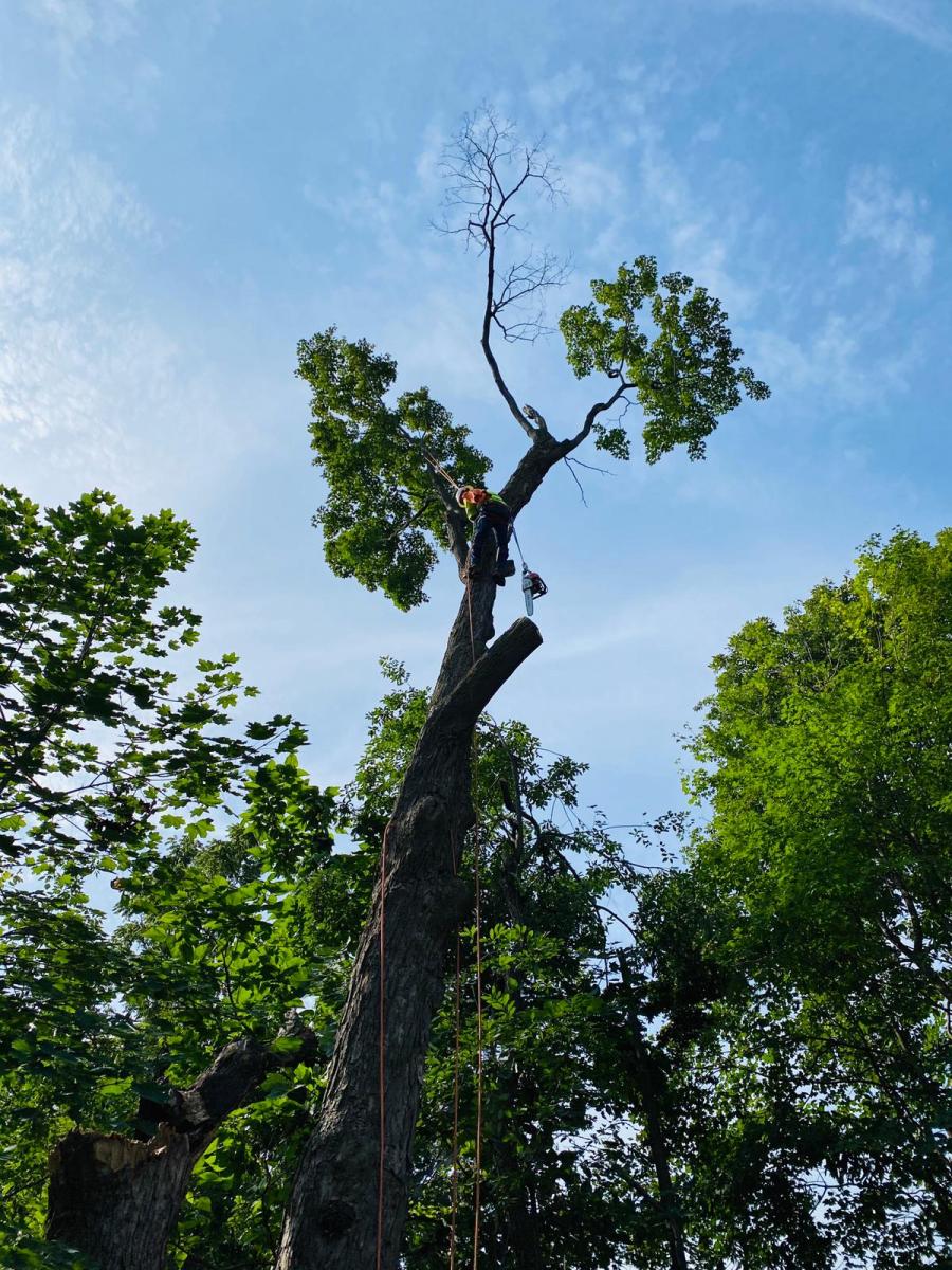 A.C.-Tree-Service-LLC-91-Manor-Dr-Hagerstown-MD-21740-1-301-302-6467-62
