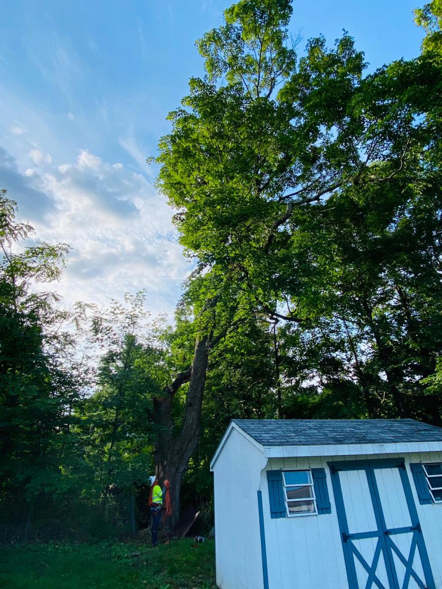 A.C.-Tree-Service-LLC-91-Manor-Dr-Hagerstown-MD-21740-1-301-302-6467-81
