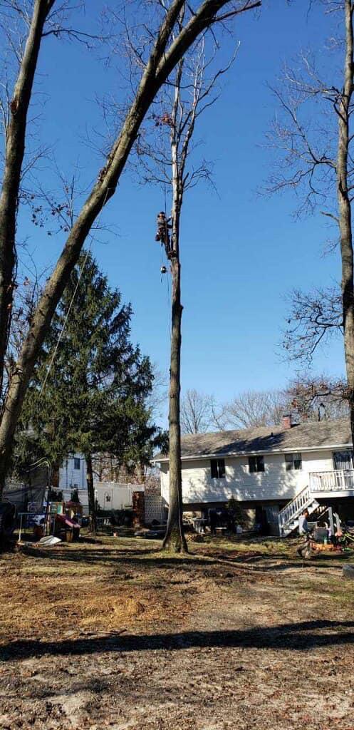 A.C.-Tree-Service-LLC-91-Manor-Dr-Hagerstown-MD-21740-1-301-302-6467-9