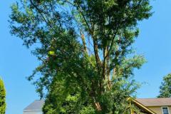 A.C.-Tree-Service-LLC-91-Manor-Dr-Hagerstown-MD-21740-1-301-302-6467-11