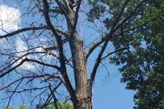 A.C.-Tree-Service-LLC-91-Manor-Dr-Hagerstown-MD-21740-1-301-302-6467-23