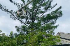 A.C.-Tree-Service-LLC-91-Manor-Dr-Hagerstown-MD-21740-1-301-302-6467-32