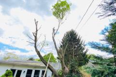 A.C.-Tree-Service-LLC-91-Manor-Dr-Hagerstown-MD-21740-1-301-302-6467-4
