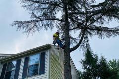 A.C.-Tree-Service-LLC-91-Manor-Dr-Hagerstown-MD-21740-1-301-302-6467-42