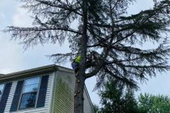 A.C.-Tree-Service-LLC-91-Manor-Dr-Hagerstown-MD-21740-1-301-302-6467-48