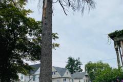 A.C.-Tree-Service-LLC-91-Manor-Dr-Hagerstown-MD-21740-1-301-302-6467-56