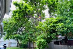 A.C.-Tree-Service-LLC-91-Manor-Dr-Hagerstown-MD-21740-1-301-302-6467-59