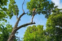 A.C.-Tree-Service-LLC-91-Manor-Dr-Hagerstown-MD-21740-1-301-302-6467-67