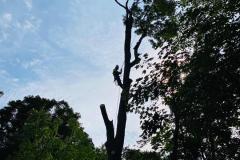 A.C.-Tree-Service-LLC-91-Manor-Dr-Hagerstown-MD-21740-1-301-302-6467-68
