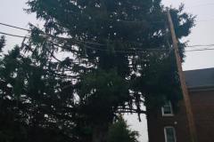 A.C.-Tree-Service-LLC-91-Manor-Dr-Hagerstown-MD-21740-1-301-302-6467-7