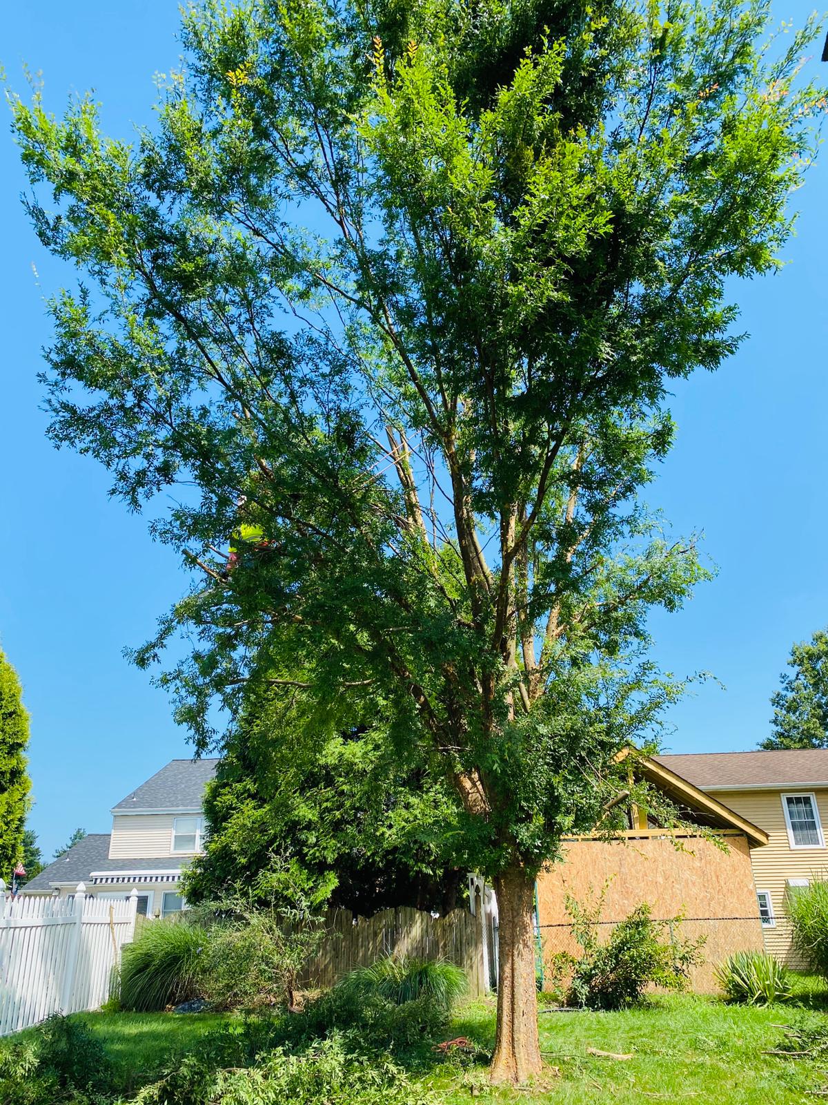 A.C. Tree Service LLC-91 Manor Dr Hagerstown, MD 21740-1-301-302-6467 (11)