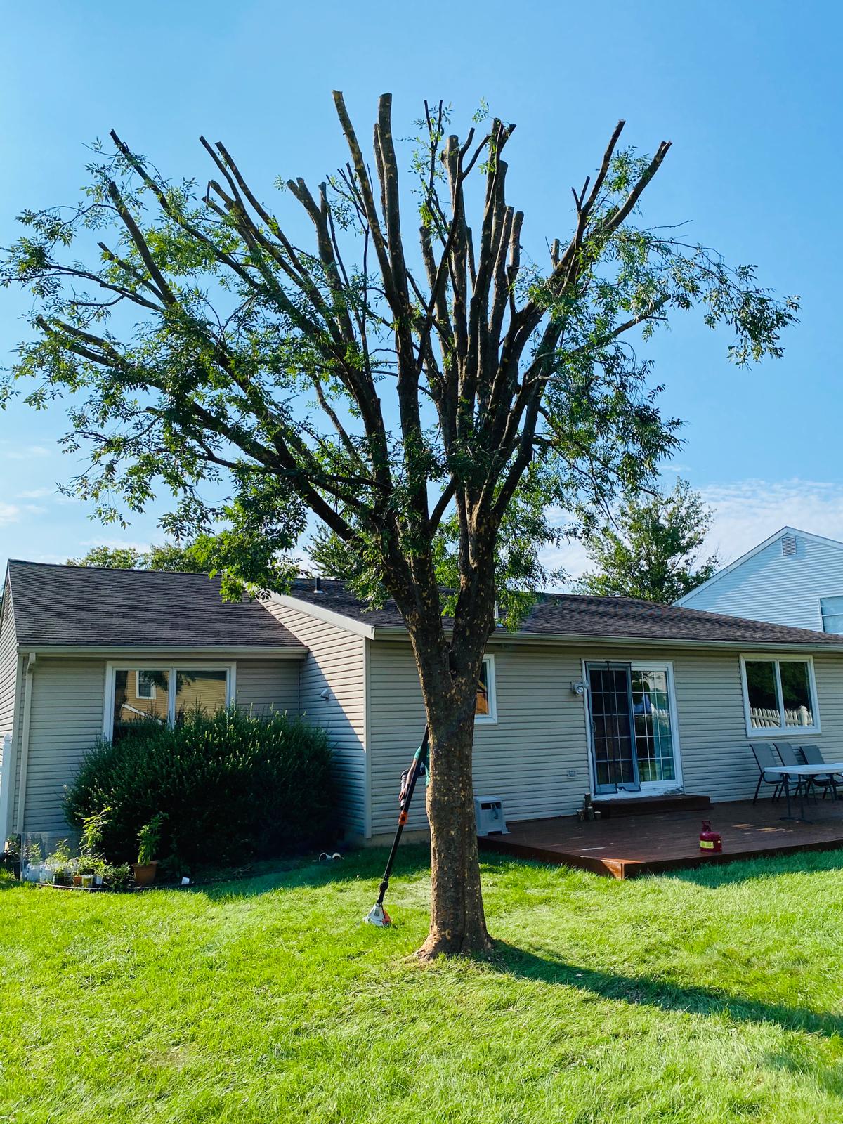 A.C. Tree Service LLC-91 Manor Dr Hagerstown, MD 21740-1-301-302-6467 (2)