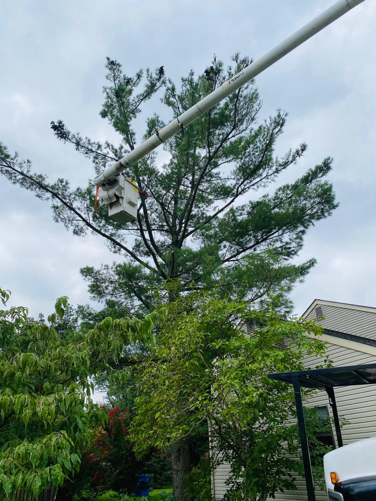A.C. Tree Service LLC-91 Manor Dr Hagerstown, MD 21740-1-301-302-6467 (32)