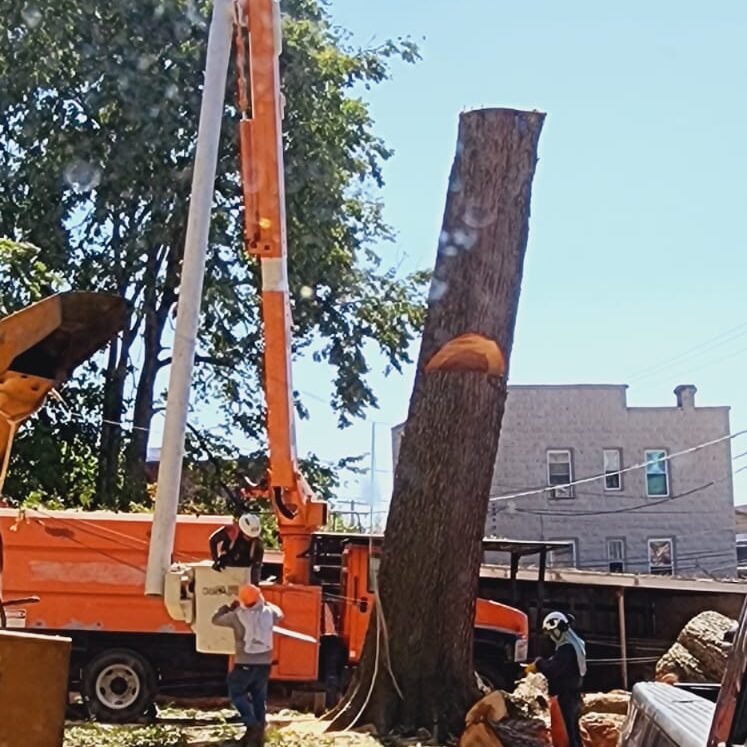 A.C. Tree Service LLC-91 Manor Dr Hagerstown, MD 21740-1-301-302-6467 (122) A.C. Tree Service LLC-91 Manor Dr Hagerstown, MD 21740-1-301-302-6467 (122)