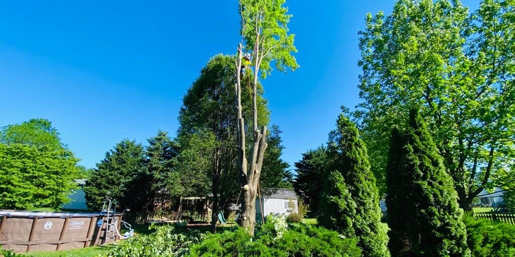 A.C. Tree Service LLC-91 Manor Dr Hagerstown, MD 21740-1-301-302-6467 (25)
