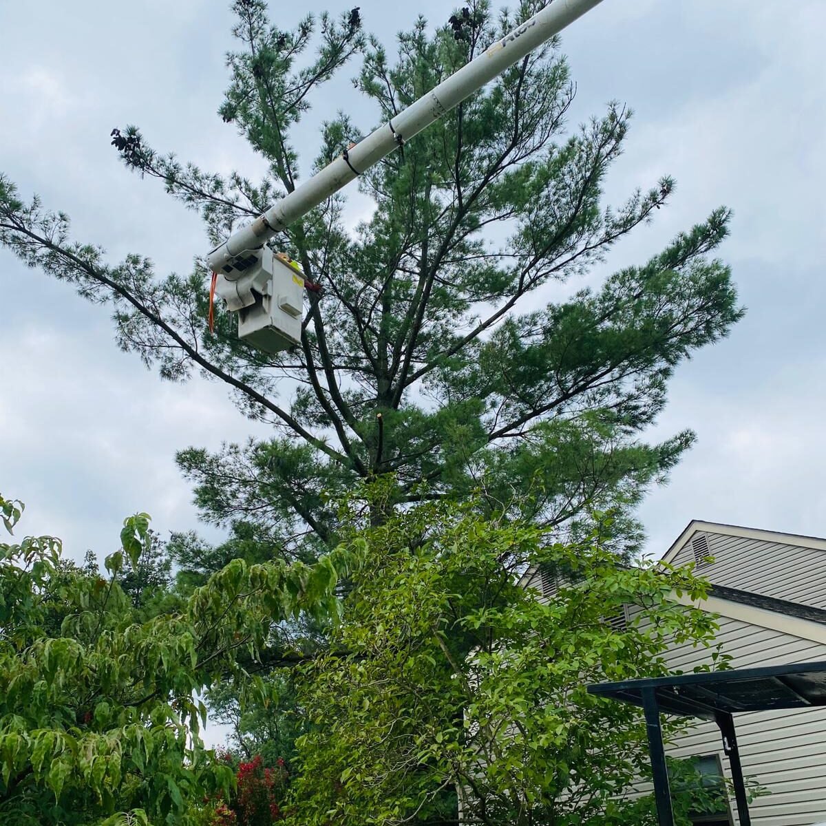 A.C. Tree Service LLC-91 Manor Dr Hagerstown, MD 21740-1-301-302-6467 (32) A.C. Tree Service LLC-91 Manor Dr Hagerstown, MD 21740-1-301-302-6467 (32)