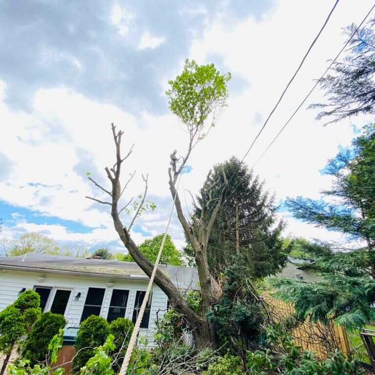 A.C. Tree Service LLC-91 Manor Dr Hagerstown, MD 21740-1-301-302-6467 (4)